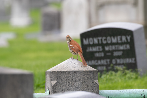 A brown thrasher at Green-Wood Cemetery in Brooklyn. Perhaps this bird’s own grave will be inside a shark stomach.